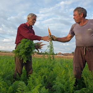 Tara-morcovului-Murokorszag-Carrot-country