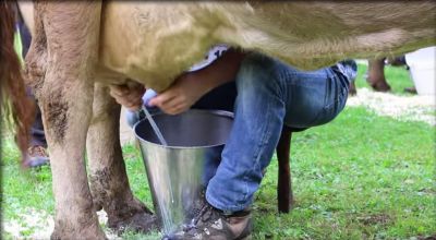 Cow milking in Lazaresti