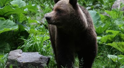 Wildlife watching in Land of Volcanoes