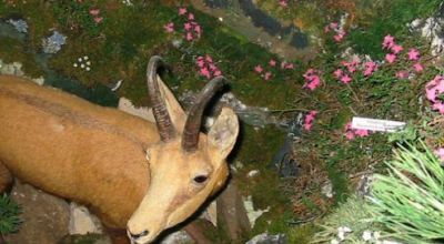 Museum von Bucegi Naturschutzgebiet Sinaia