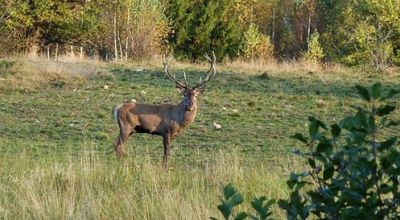 Wildtier Park Ivo Izvoare