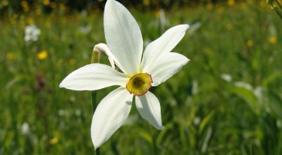 Daffodil Field Vlahita