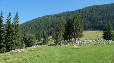 Poiana Zănoagei Moécs - Magura