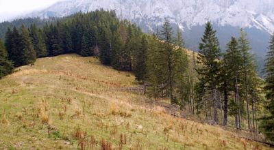 Tămăşelului  Rét Dambovicioara