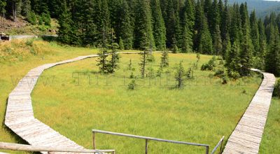 Rezervaţia Naturală  Turbăria Laptici Moroieni