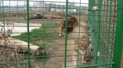 Grădina Zoologică Oradea Oradea