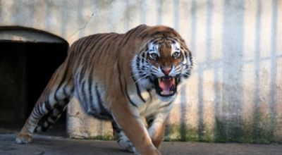 Galati zoo Galati