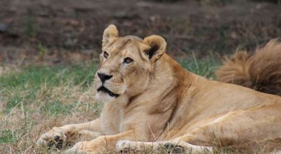 Grădina Zoologică Târgu Mureş Târgu Mureş