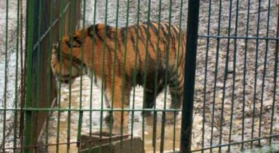 Grădina Zoologică Baia Mare Baia Mare