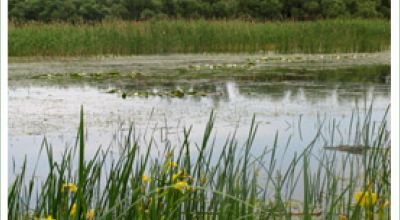 Parcul Natural Lunca Joasă a Prutului Inferior Galaţi