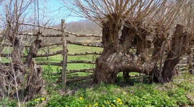 Saint Garden Cernat