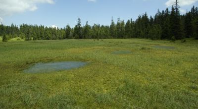 The Peatland of the Szökő Brooklet Racu