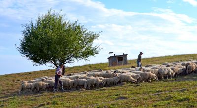 Balogh farm Eremitu