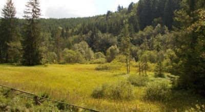 Hargita-liget tőzegláp Vlăhiţa (Szentegyháza)