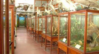 Das Zoologische Museum Cluj-Napoca (Klausenburg)