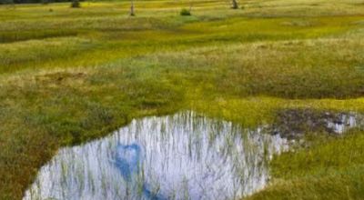 Das Botanische Naturschutzgebiet 