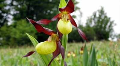 Rezervaţia Naturală Botanică 