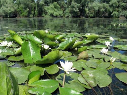 Rezervaţia Biosferei Delta Dunării (Acces Din Tulcea) Tulcea