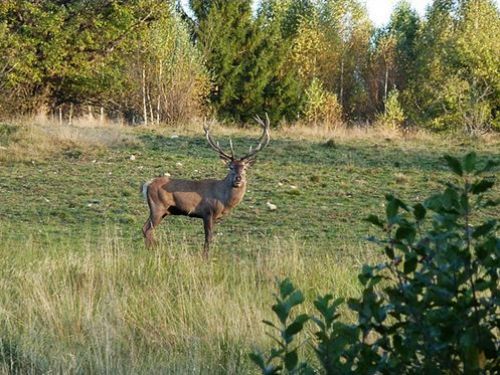 Parcul De Animale Sălbatice Ivo Izvoare