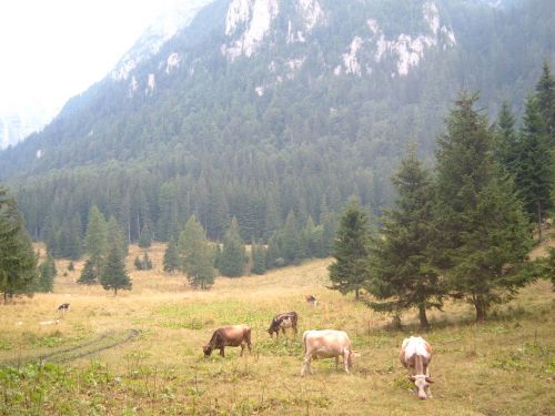 Poiana Coştilei Busteni