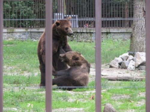 Grădina Zoologică Timişoara Timişoara