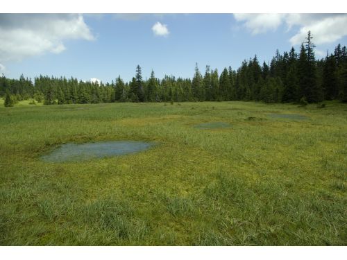 The Peatland Of The Szökő Brooklet Racu