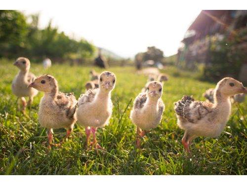 Szávuly Farm Miercurea Nirajului (Sereda)