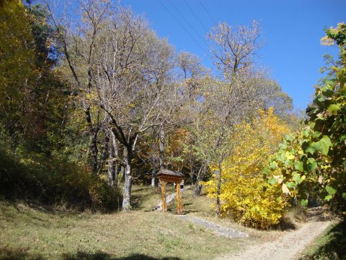 Szelídgesztenye Liget Ocland (Oklánd)