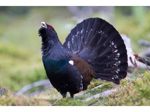 Fauna Reserve Brateş-Tarcău Tarcau