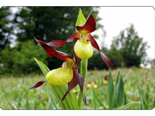 Das Botanische Naturschutzgebiet 